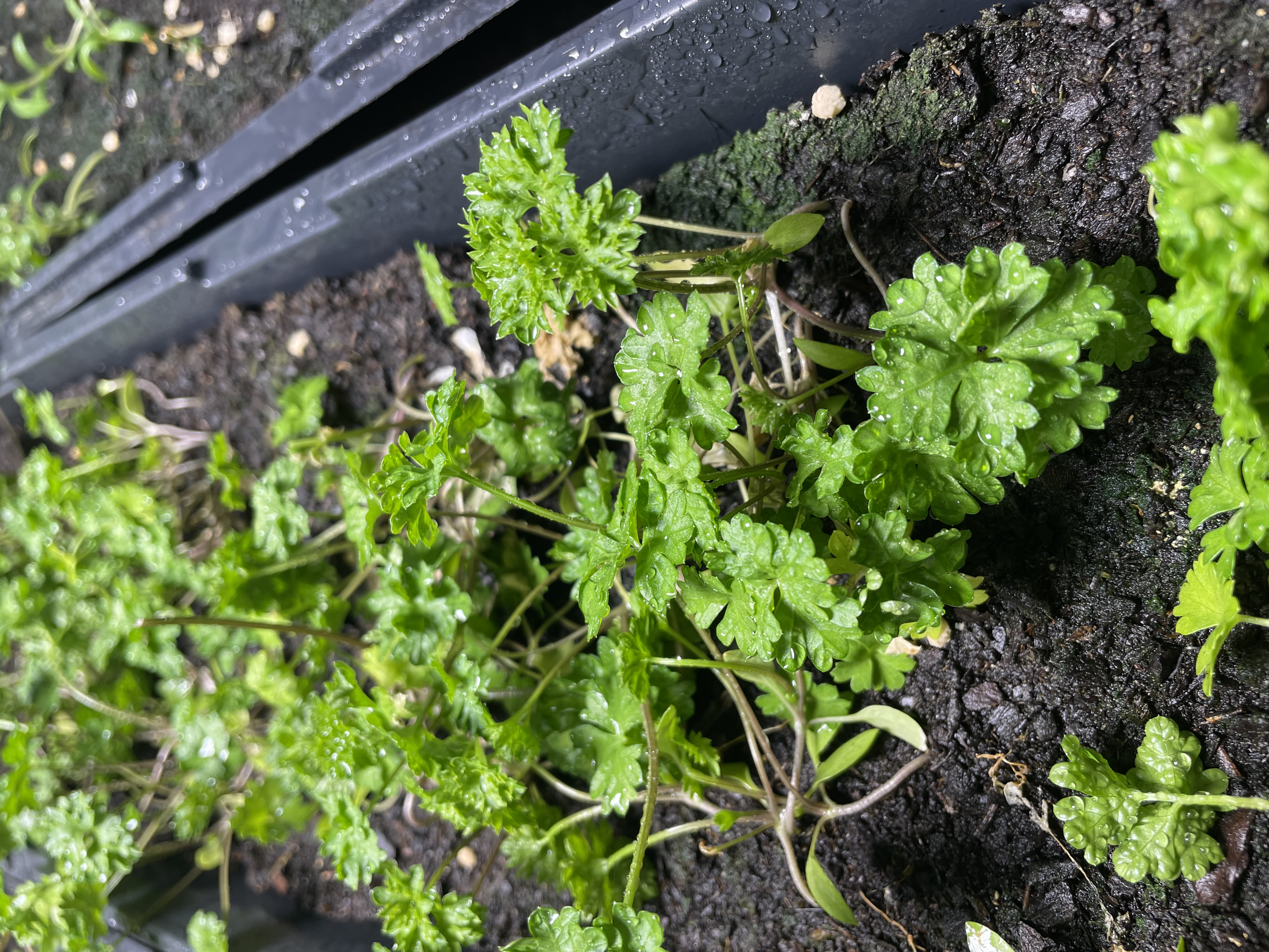 Semis de printemps